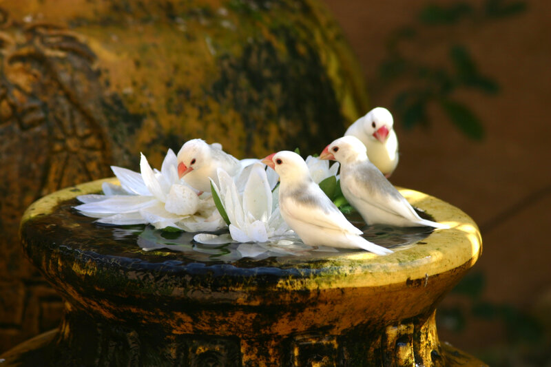 White Birds in Birdbath