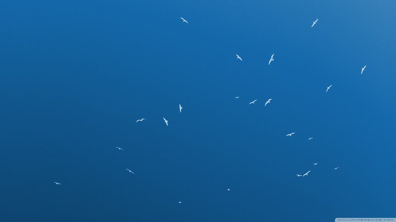 White Birds in Blue Sky