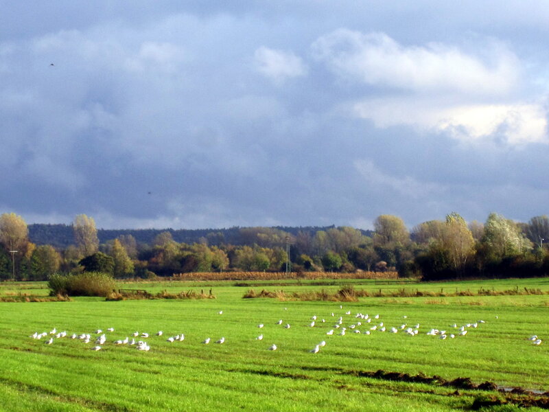 White Birds in Field — Green