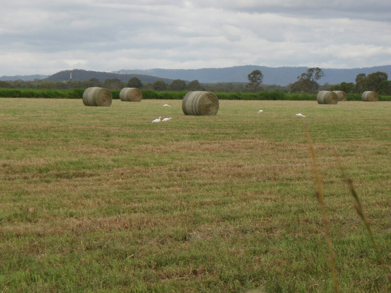 White Birds in Field