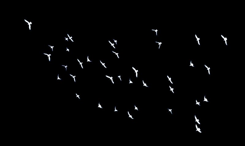 White Birds in Flight — Black