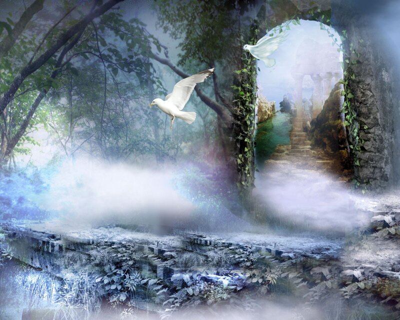 White Birds in Forest