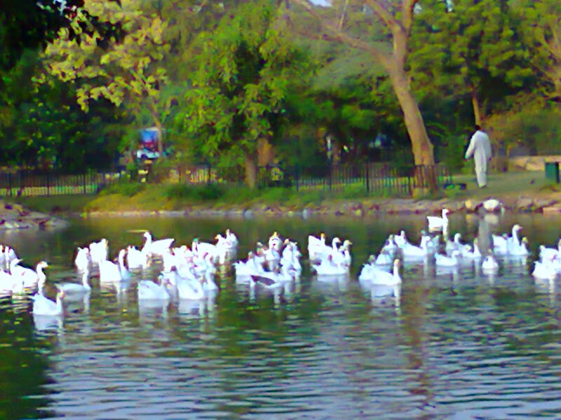 White Birds in Pond