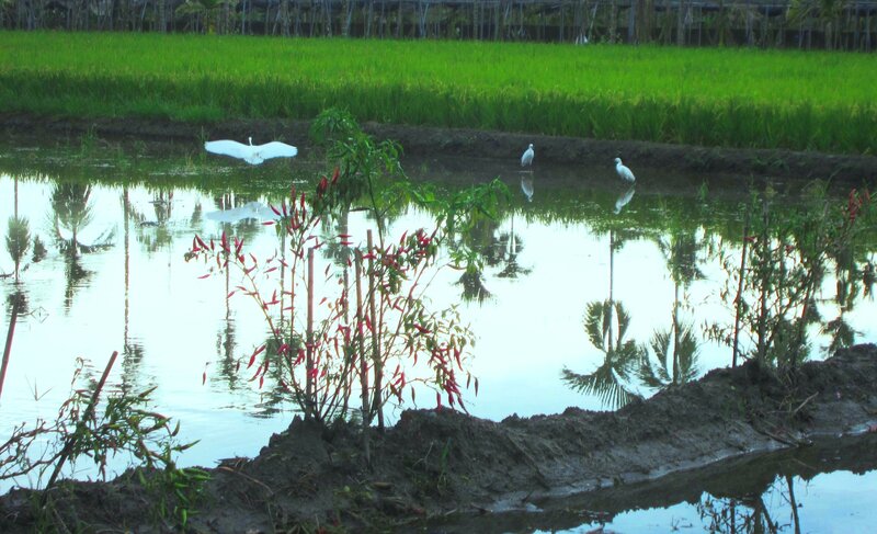 White Birds in Rice Paddy