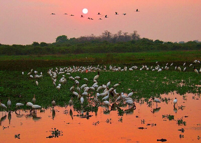 White Birds in Wetland