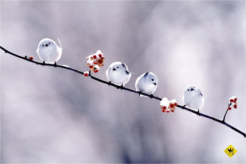 White birds on a branch