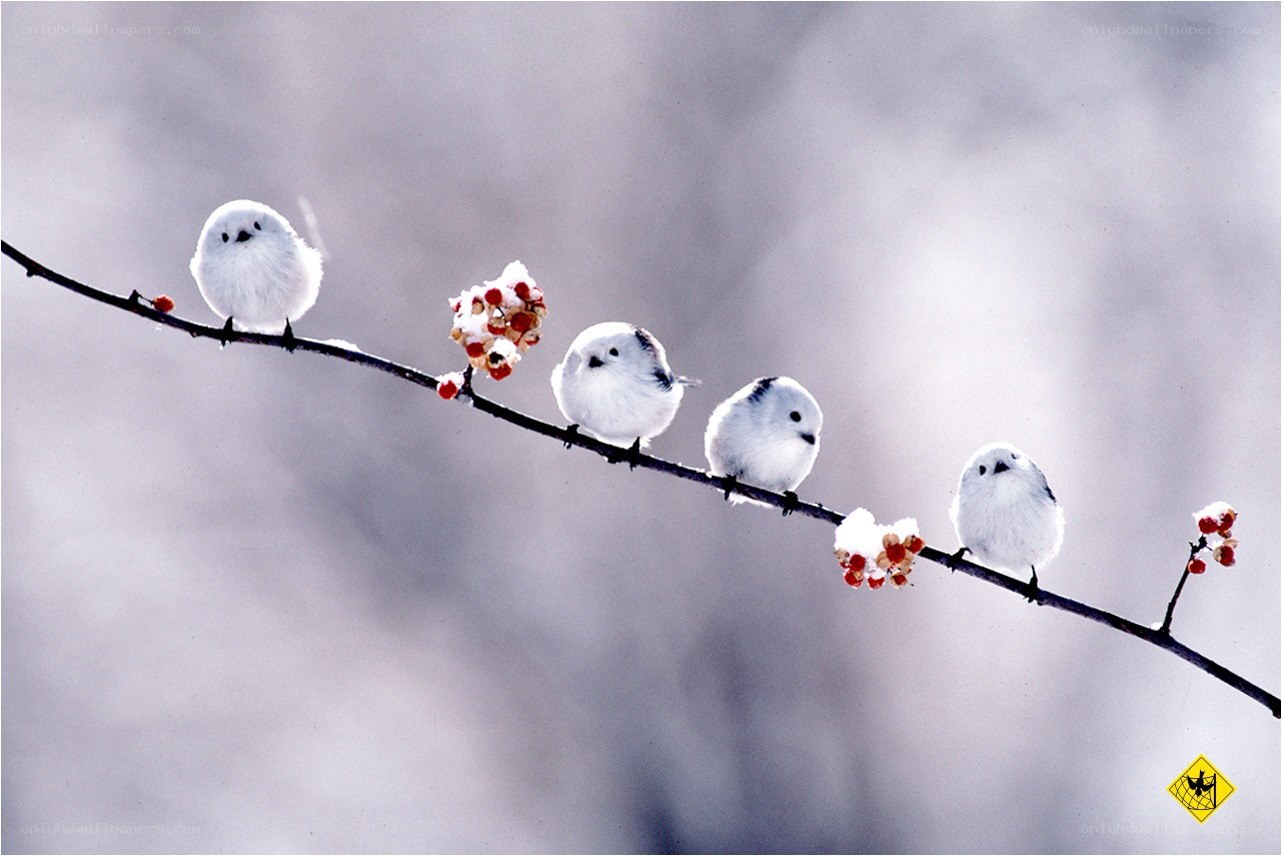 White birds on a branch