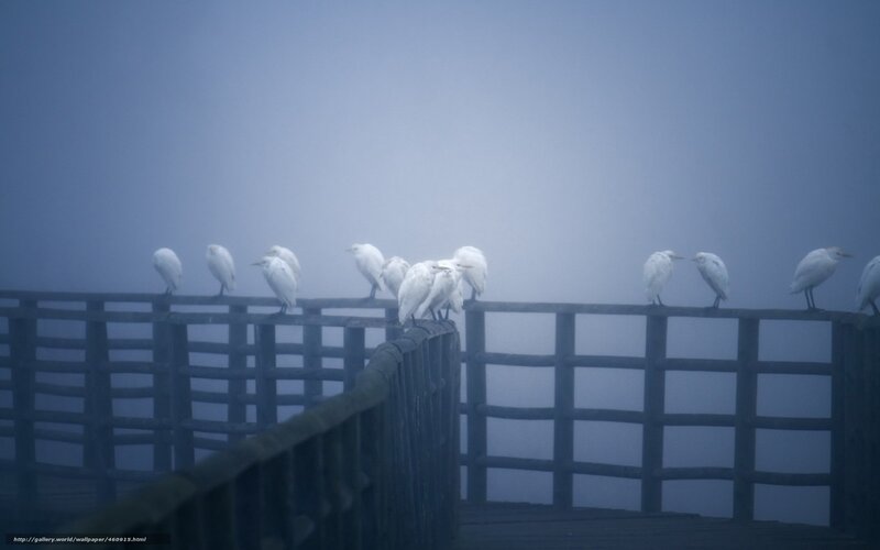 White birds on a foggy pier