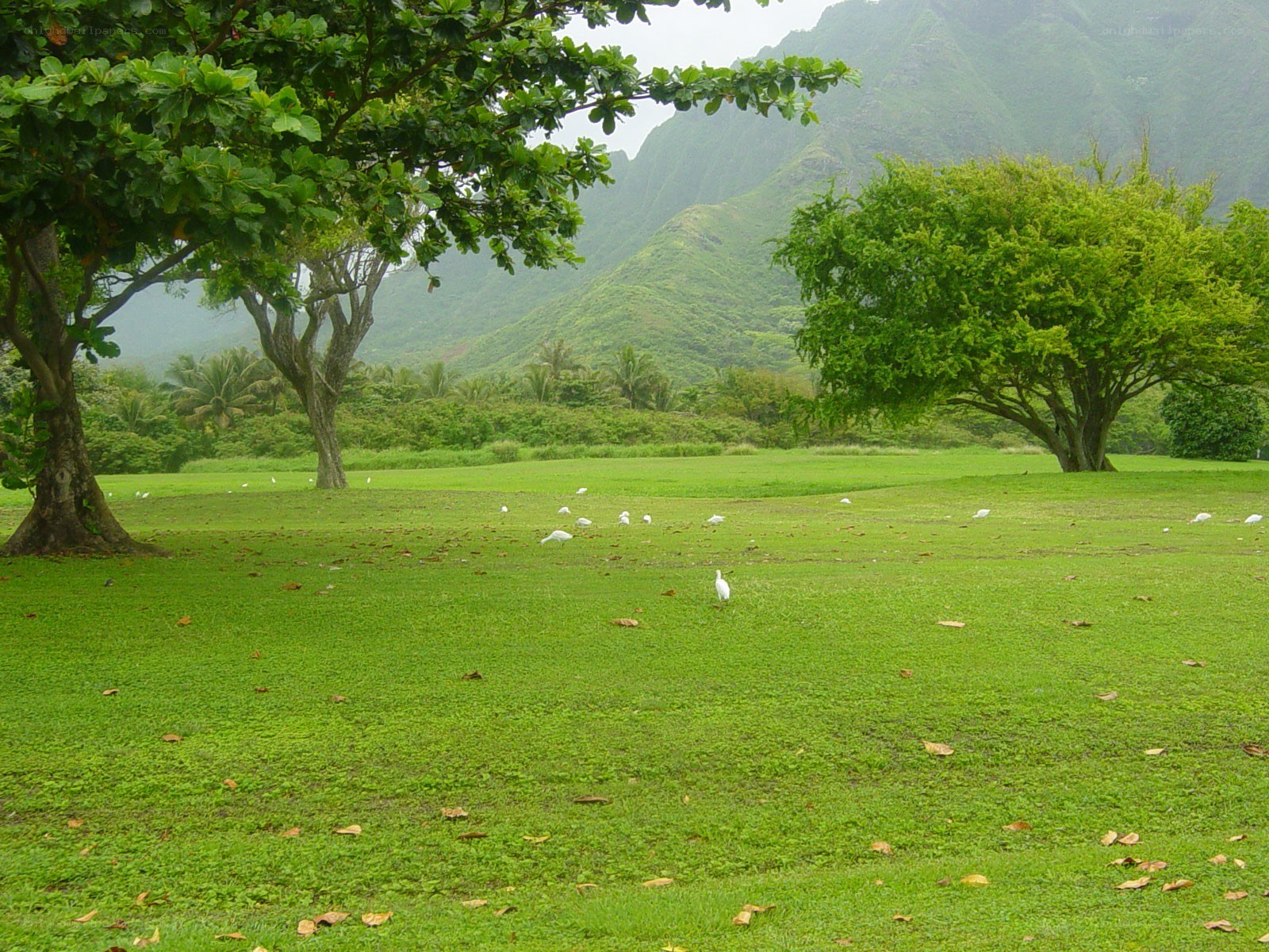 White birds on a green field