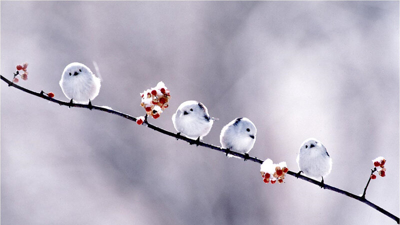White birds on a snowy branch