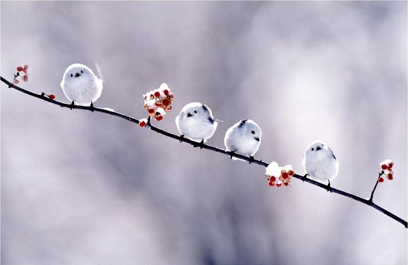 White Birds on Branch — Serene