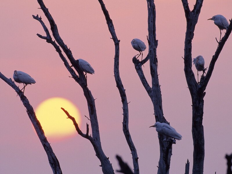 White Birds on Branches — Pink, Serene, Sunset