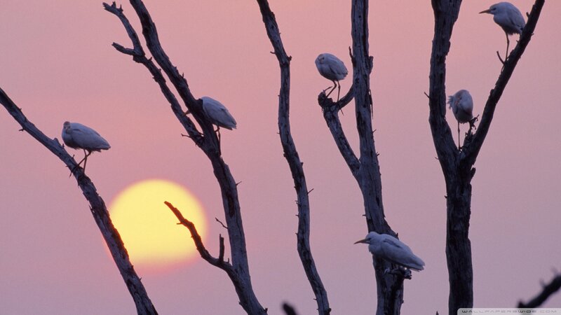 White Birds on Branches