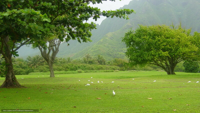 White Birds on Grass