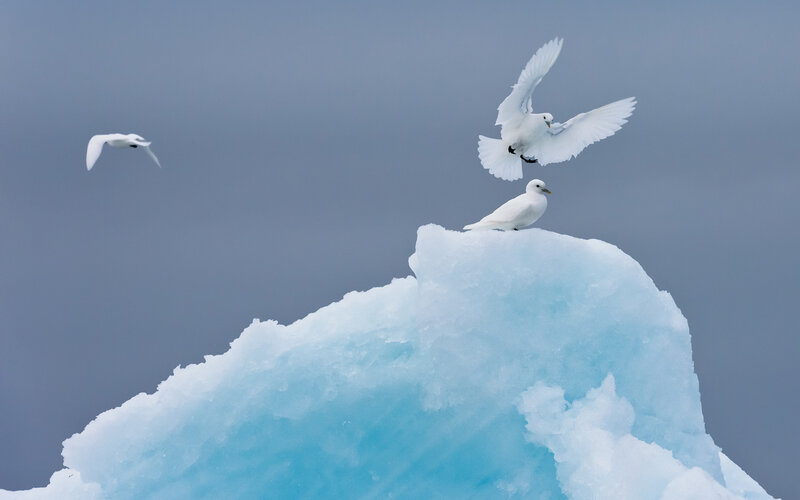 White Birds on Iceberg
