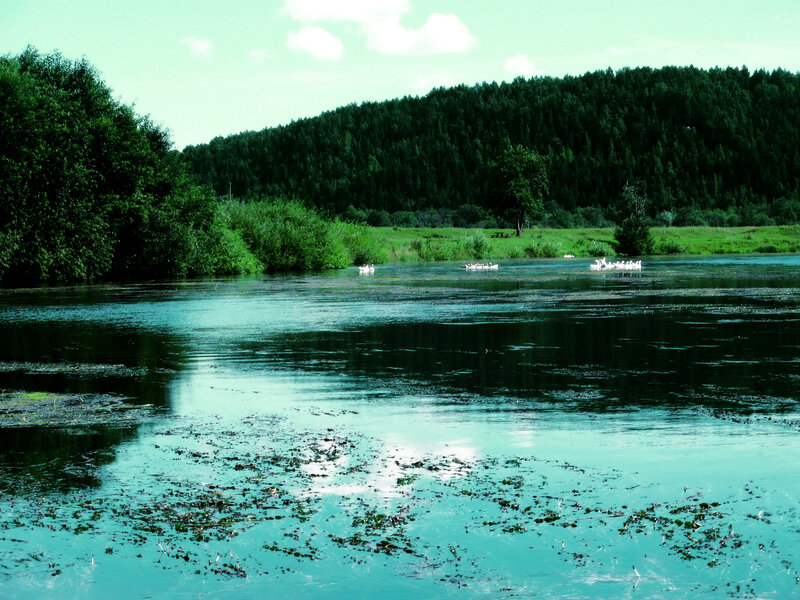 White Birds on River
