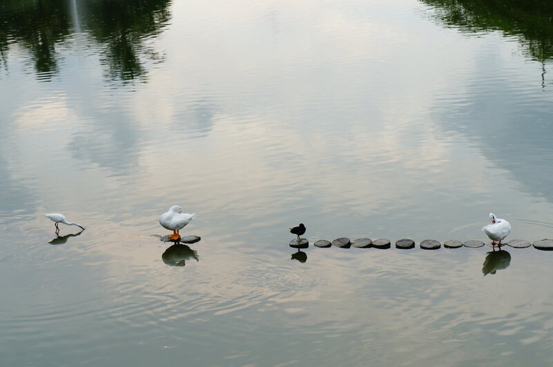 White Birds on Stepping Stones