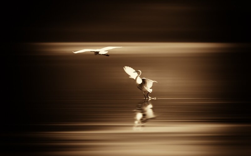 White Birds on Water