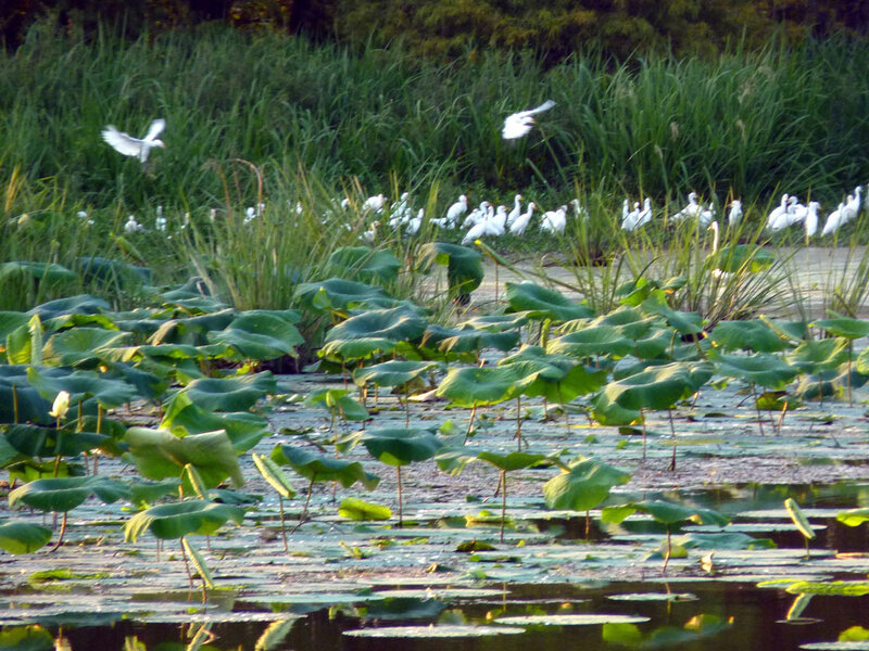 White birds over a lotus pond