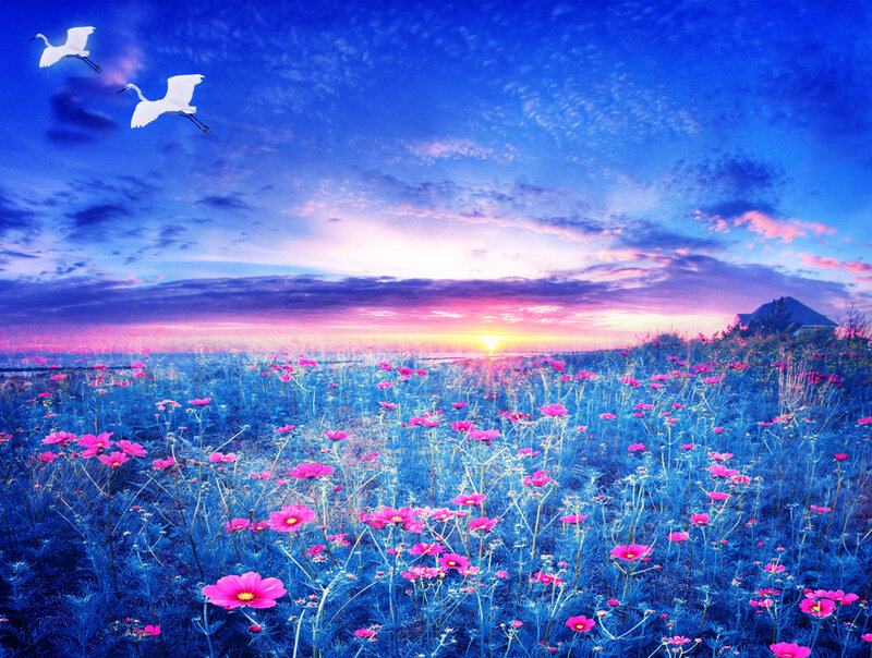 White Birds over Flowers