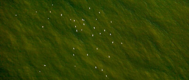 White Birds over Water