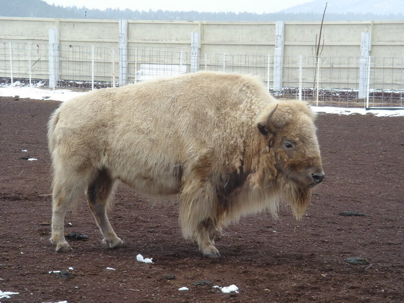 White Bison in Enclosure