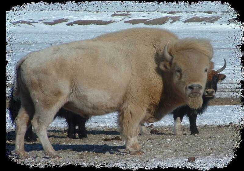 White Bison in Snow