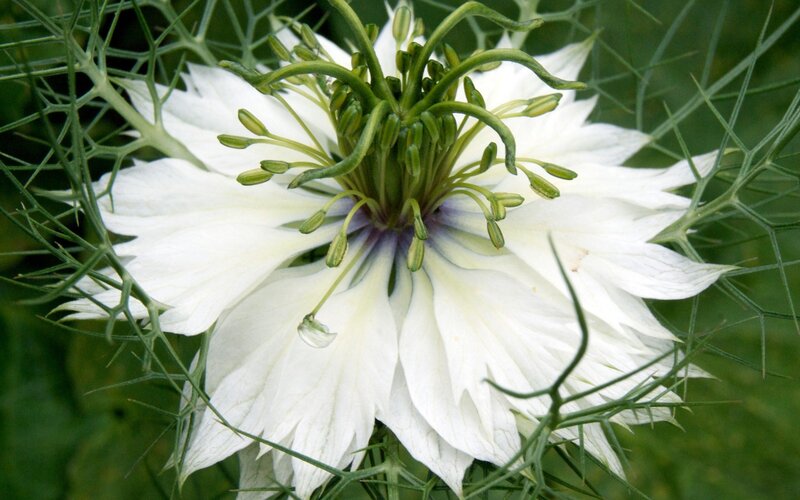 white black cumin flower