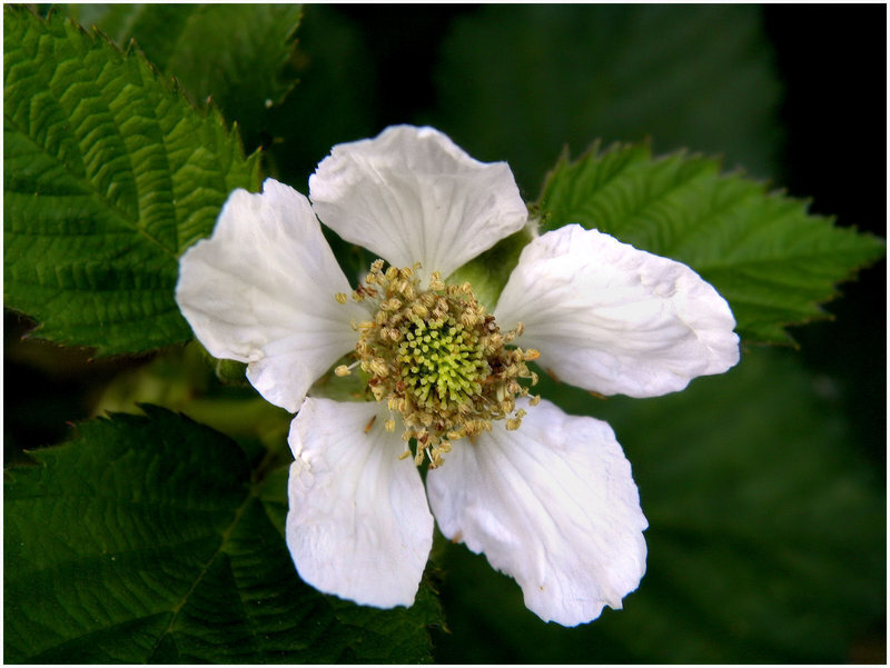 White Blackberry Flower