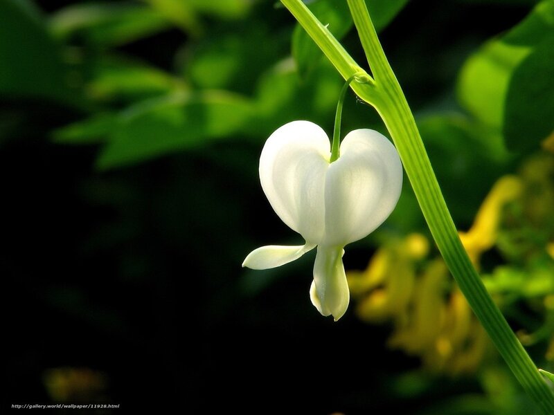 white bleeding heart flower