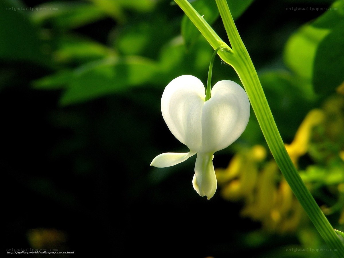 white bleeding heart flower