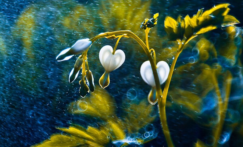 White Bleeding Heart Flowers — Blue