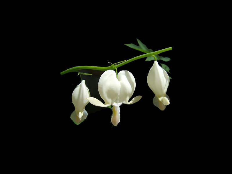 White Bleeding Heart Flowers — Serene, Photograph, Flower