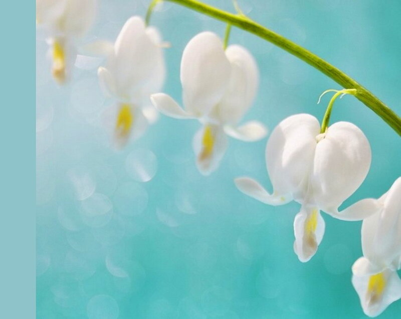 White Bleeding Heart Flowers — Serene, Photograph