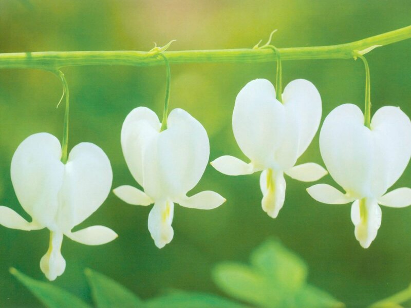 White Bleeding Heart Flowers — Serene, Spring, Photograph, Flower