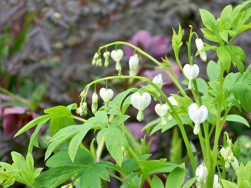 White Bleeding Heart Flowers — Serene, Spring, Photograph, Green Leaves