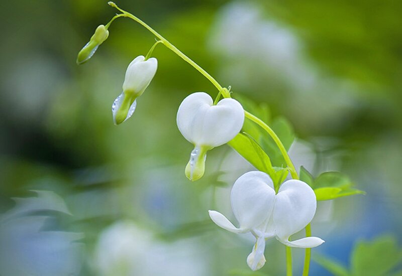 White Bleeding Heart Flowers — Serene, Spring, Photograph