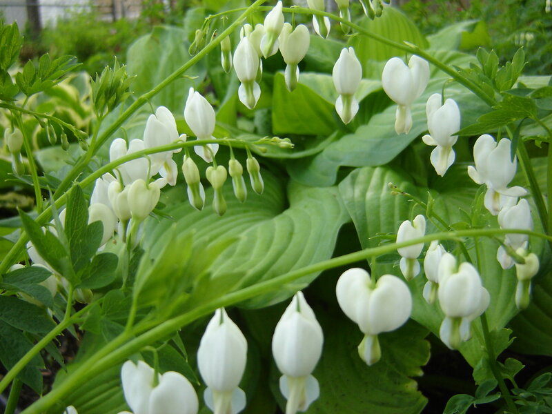 White Bleeding Heart Flowers — Serene, Spring