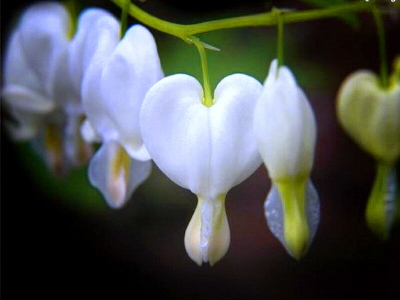 White Bleeding Heart Flowers — Serene