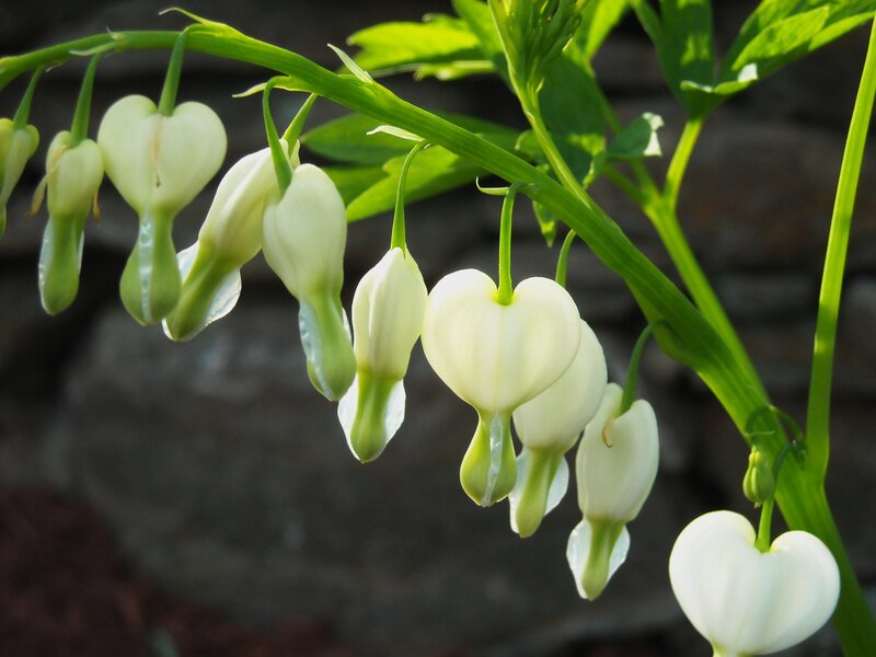 White bleeding heart flowers