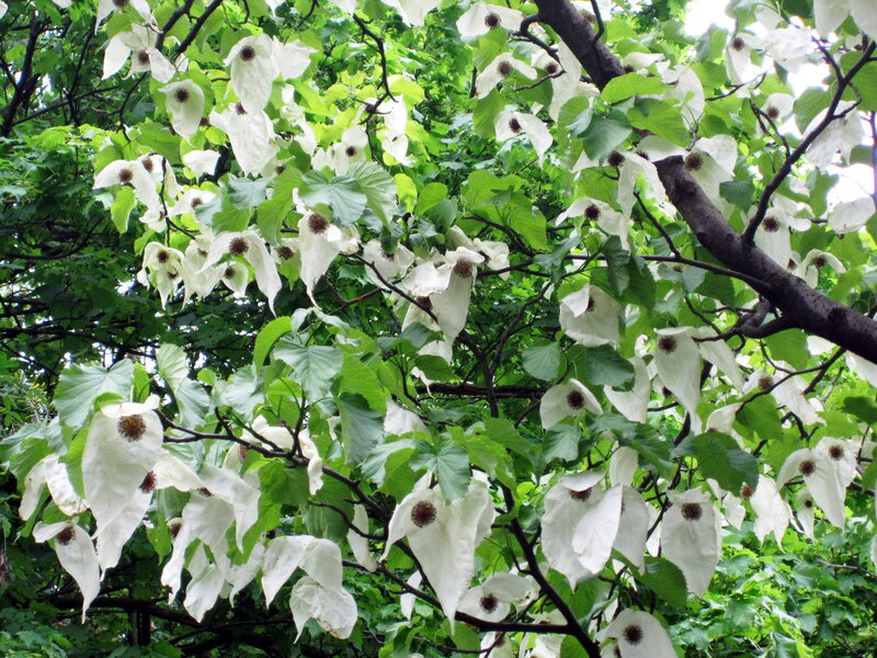 White-blooming Tree