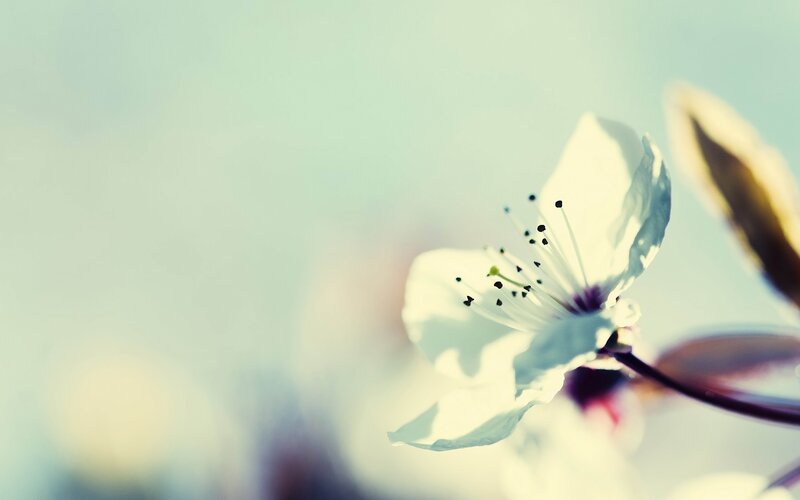 white blossom in soft light