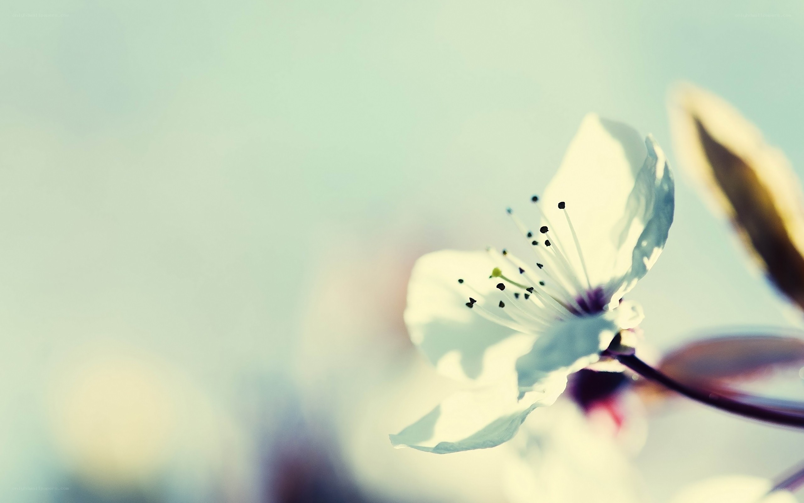 white blossom in soft light