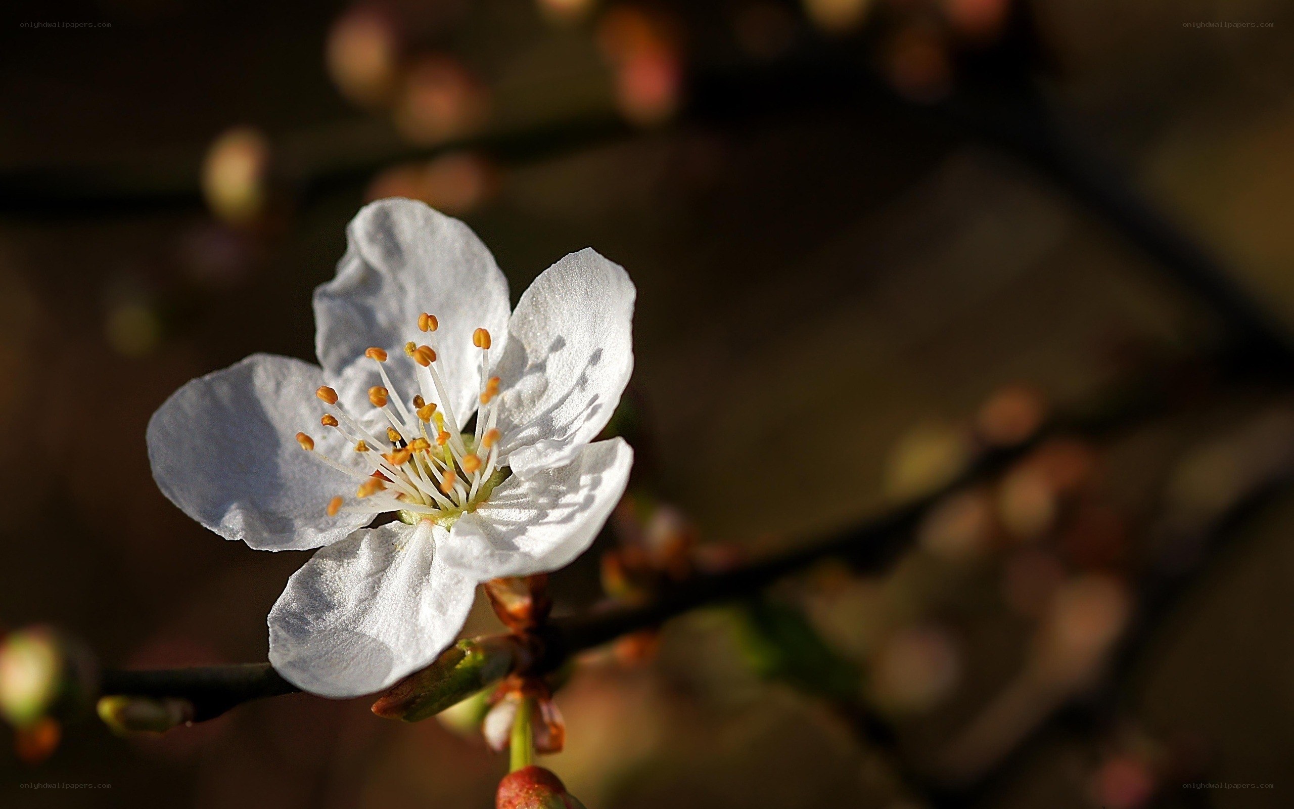 white blossom in sunlight