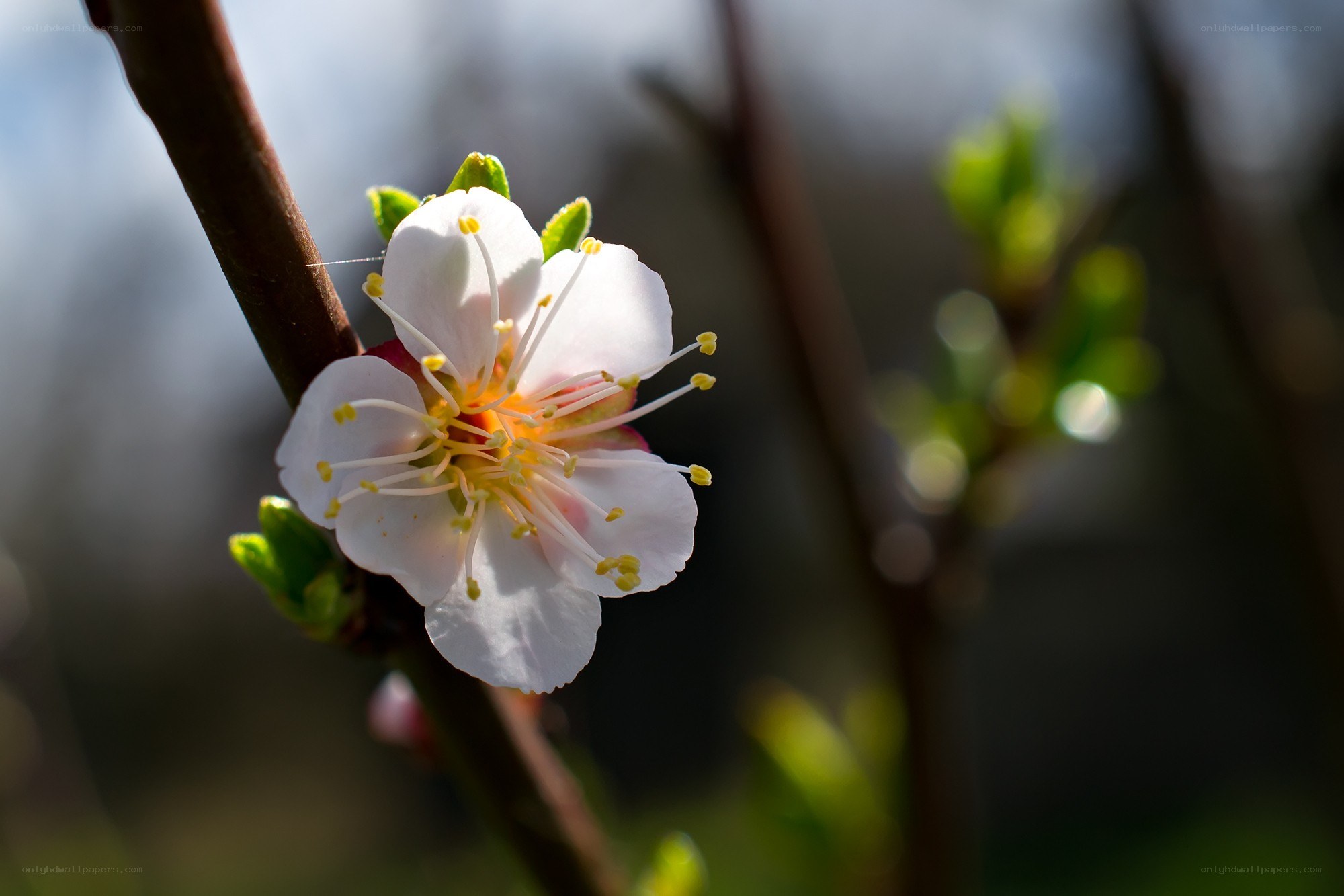 White blossom on a branch