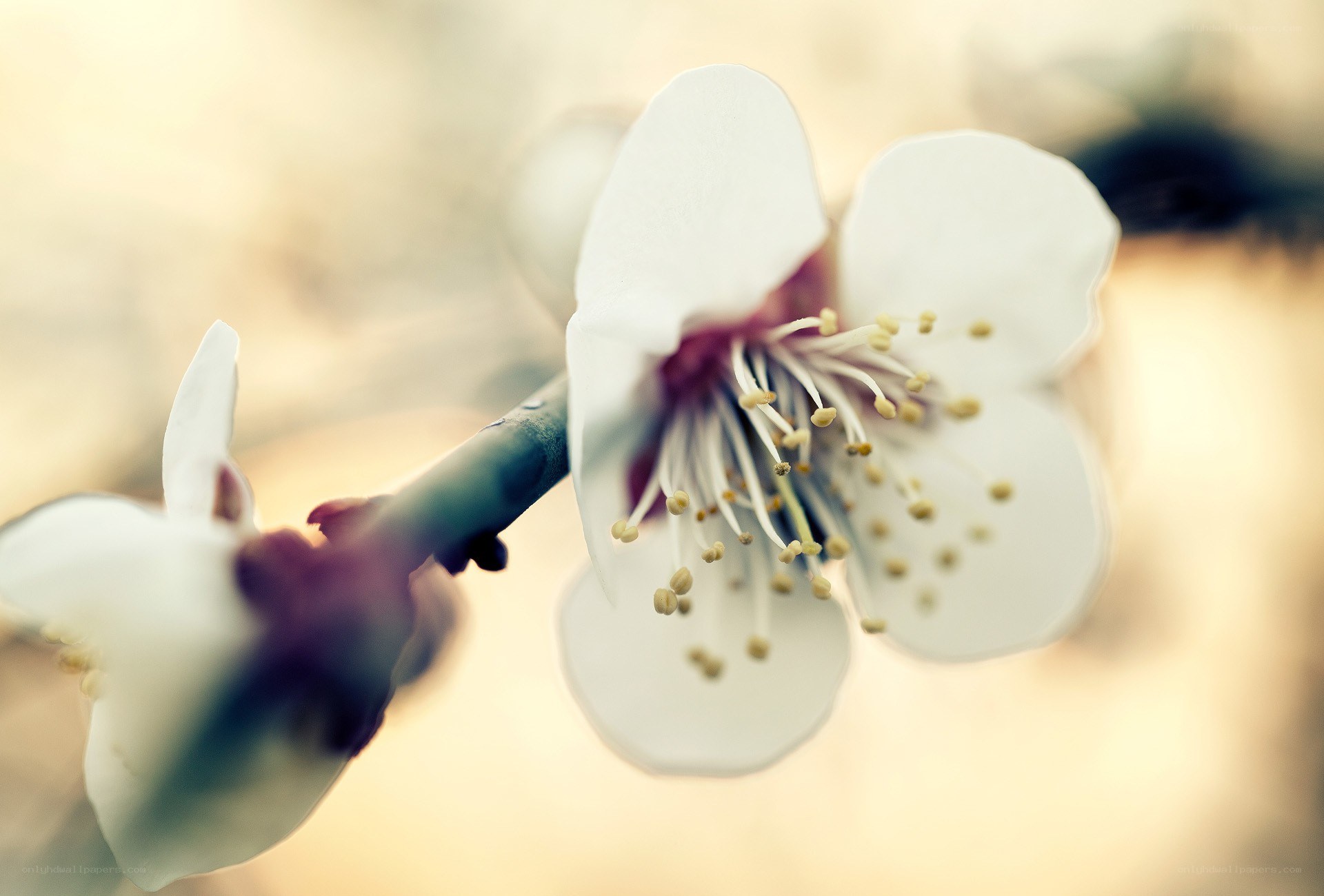 white blossom on a branch