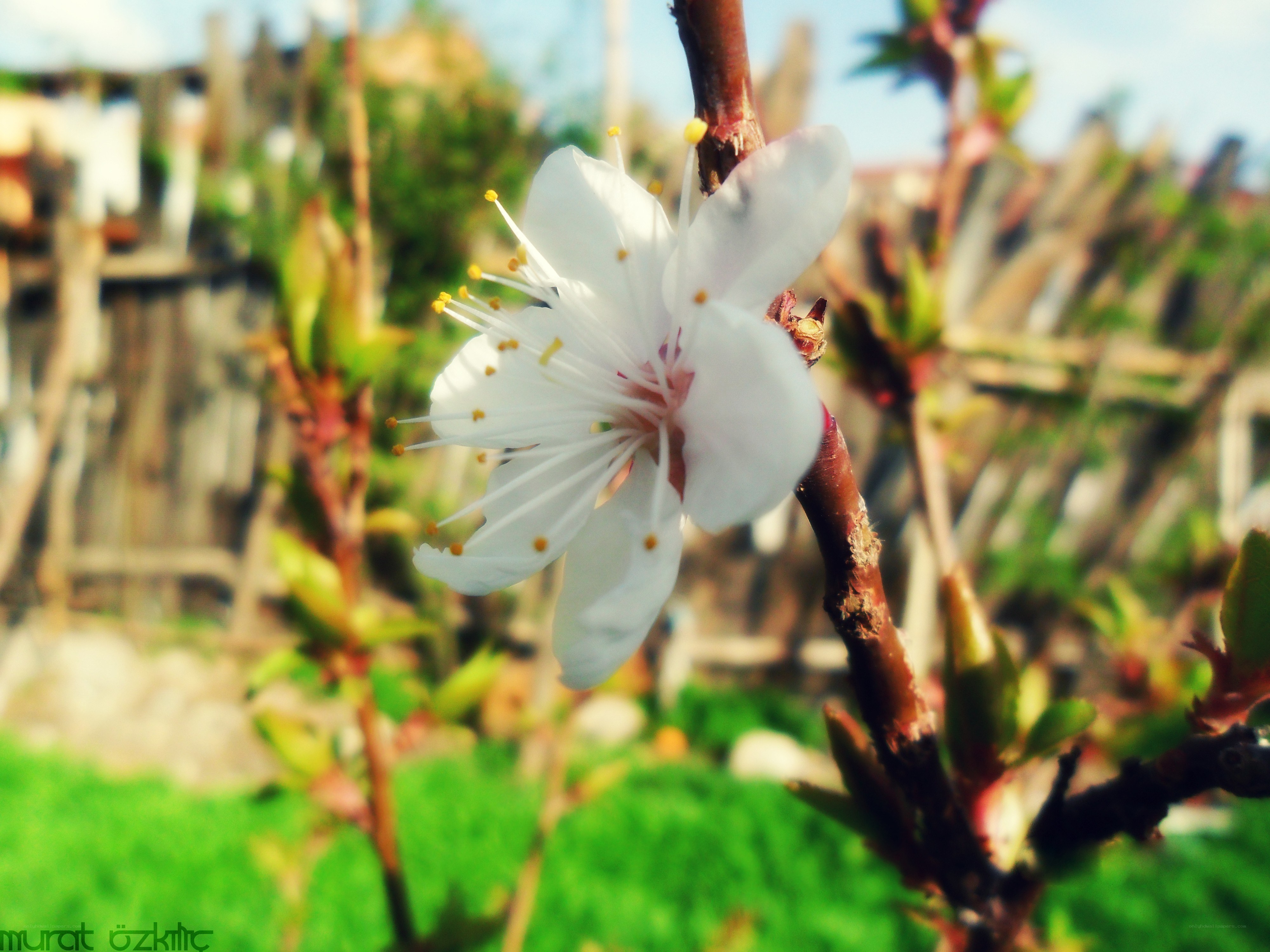 White blossom on a branch