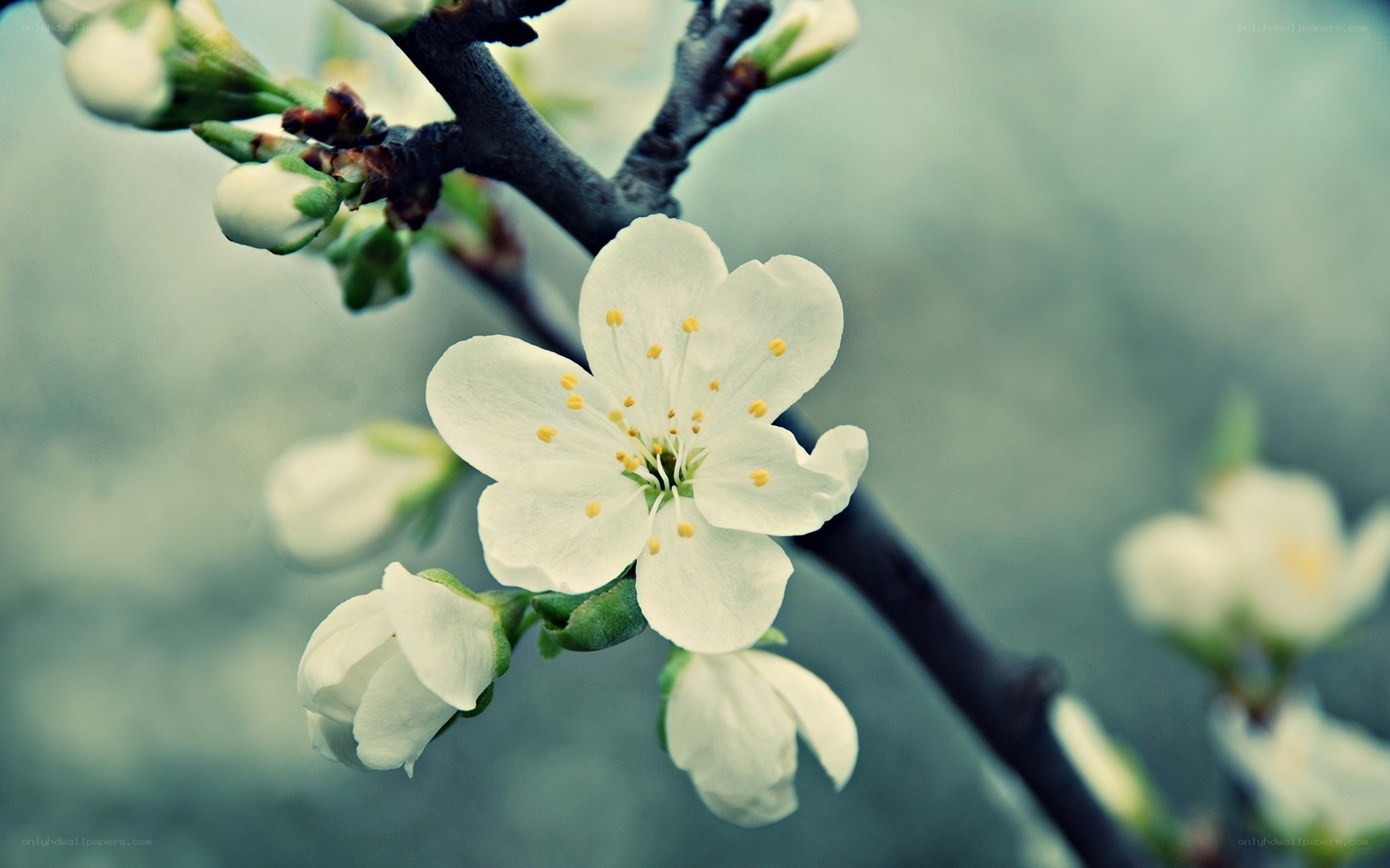 white blossom on a branch