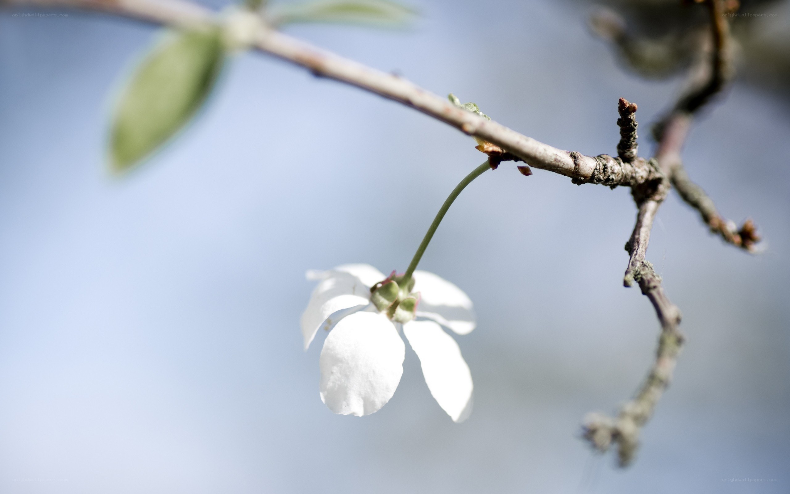 white blossom on a branch