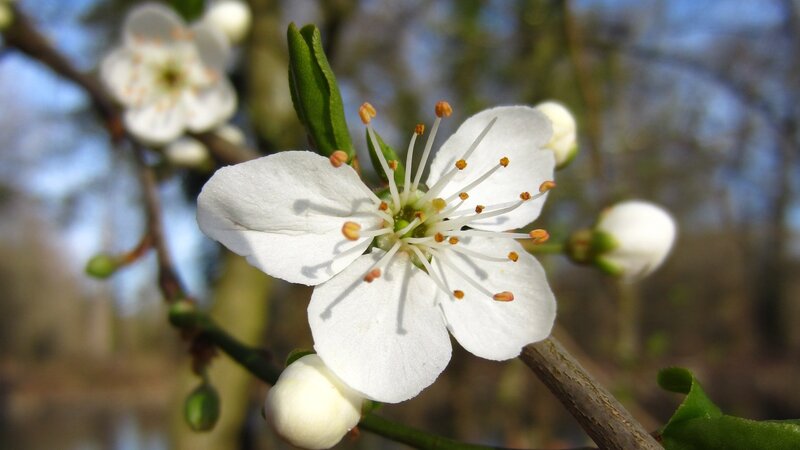 white blossom on a branch